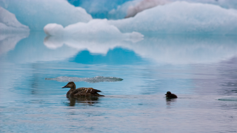 Common Eider And Ducklng Swimming In Jökulsárlón